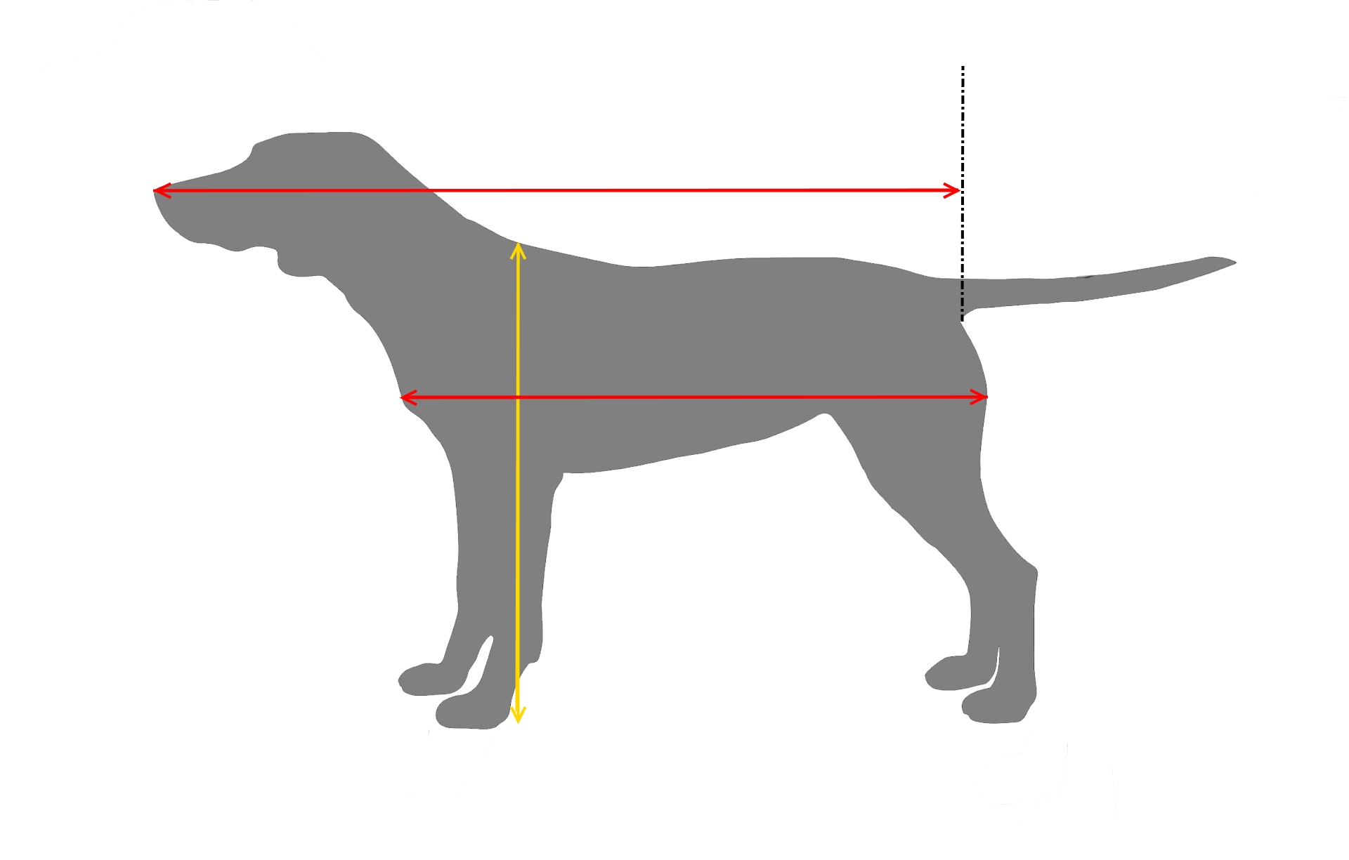 Maatgids hondenmand per hondenras, welke maat hondenmand heeft uw hond nodig