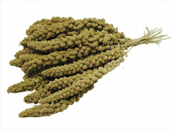 Chinese gele trosgierst 15 kg