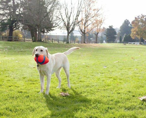 Chuckit Fumble Fetch Small