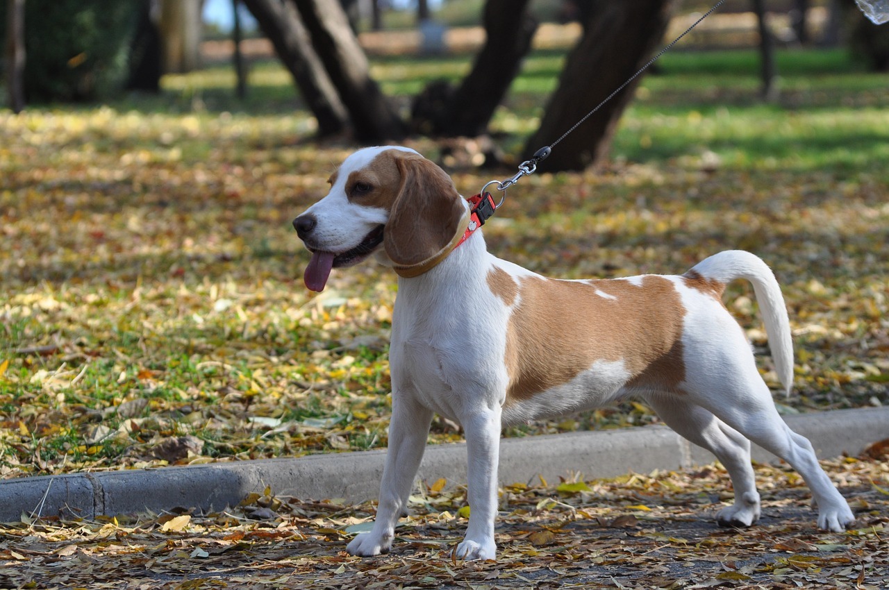 Hoe leer ik mijn puppy aan de riem lopen Hoe leer ik mijn puppy aan de riem lopen