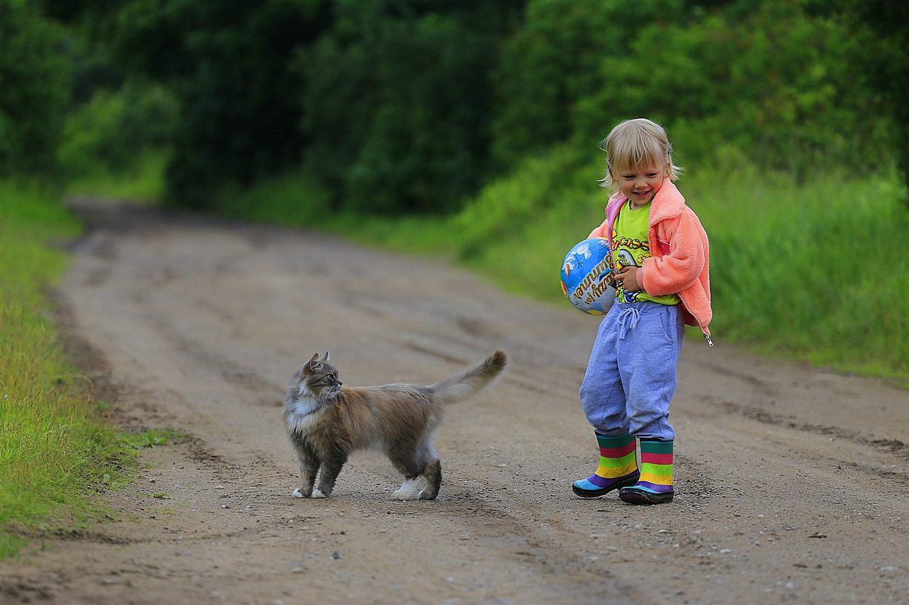 Een nieuwe kat - Tien tips om uw kat te verwennen