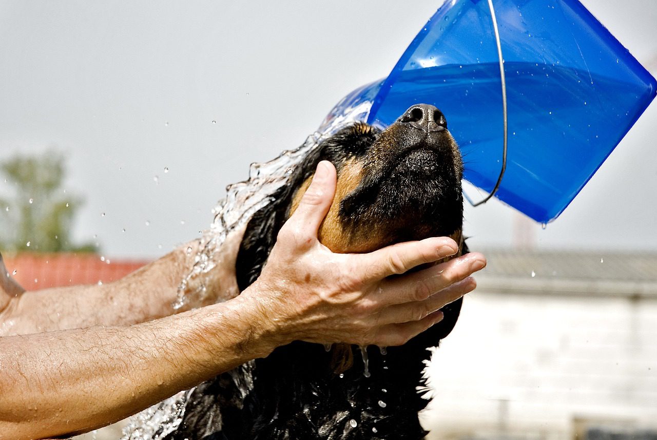 Welke hondenshampoo voor de beste vachtverzorging